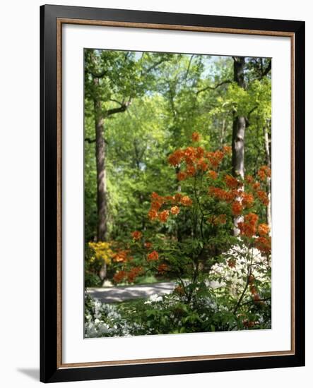 Azalea Way, Botanical Gardens, Bronx, NY-Lauree Feldman-Framed Photographic Print