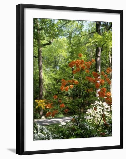 Azalea Way, Botanical Gardens, Bronx, NY-Lauree Feldman-Framed Photographic Print