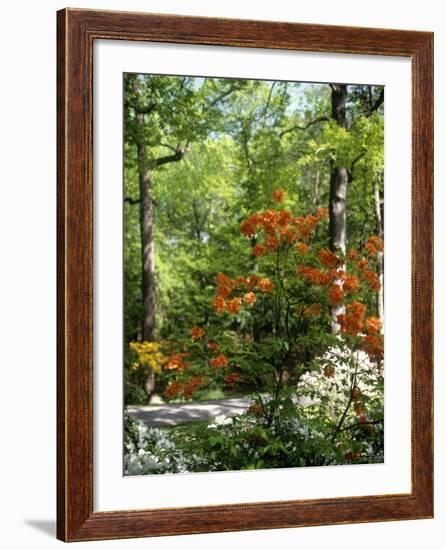 Azalea Way, Botanical Gardens, Bronx, NY-Lauree Feldman-Framed Photographic Print