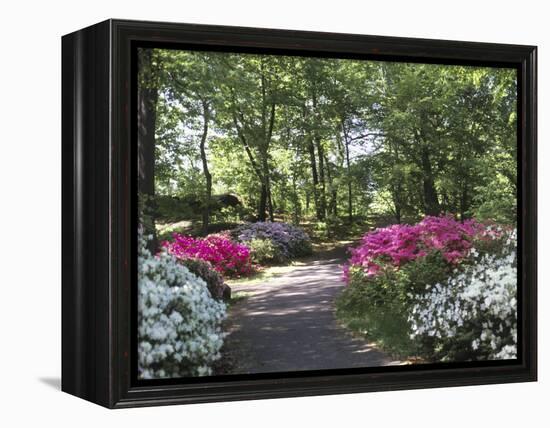 Azalea Way, Botanical Gardens, Bronx, NY-Lauree Feldman-Framed Premier Image Canvas