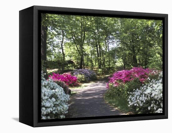 Azalea Way, Botanical Gardens, Bronx, NY-Lauree Feldman-Framed Premier Image Canvas