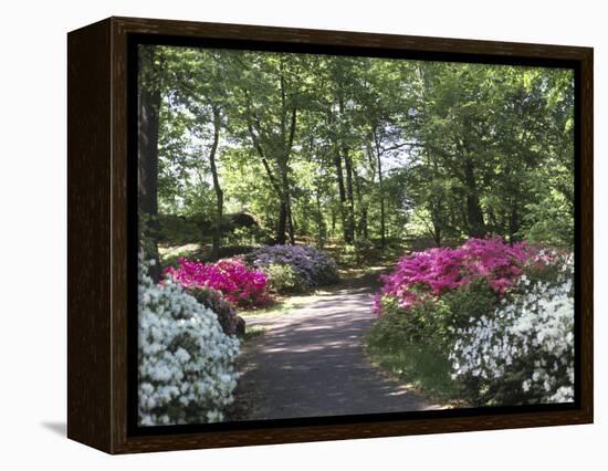 Azalea Way, Botanical Gardens, Bronx, NY-Lauree Feldman-Framed Premier Image Canvas