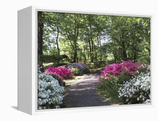 Azalea Way, Botanical Gardens, Bronx, NY-Lauree Feldman-Framed Premier Image Canvas