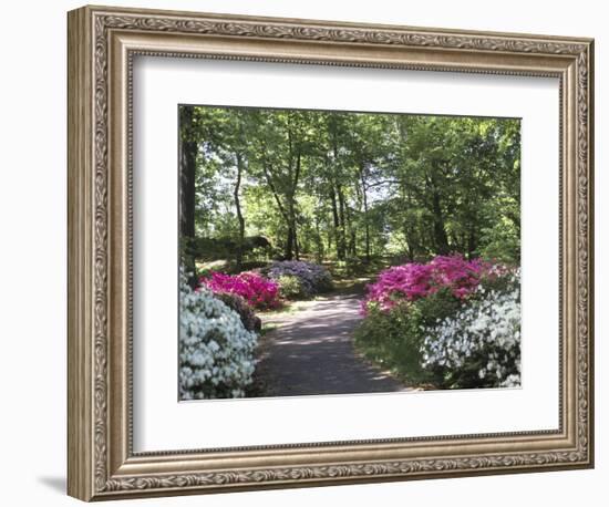 Azalea Way, Botanical Gardens, Bronx, NY-Lauree Feldman-Framed Photographic Print