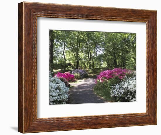 Azalea Way, Botanical Gardens, Bronx, NY-Lauree Feldman-Framed Photographic Print