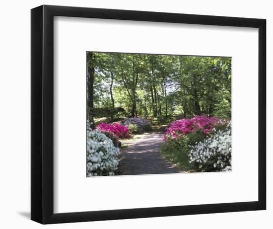 Azalea Way, Botanical Gardens, Bronx, NY-Lauree Feldman-Framed Photographic Print