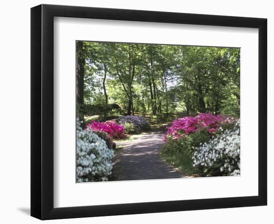 Azalea Way, Botanical Gardens, Bronx, NY-Lauree Feldman-Framed Photographic Print