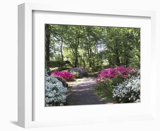 Azalea Way, Botanical Gardens, Bronx, NY-Lauree Feldman-Framed Photographic Print