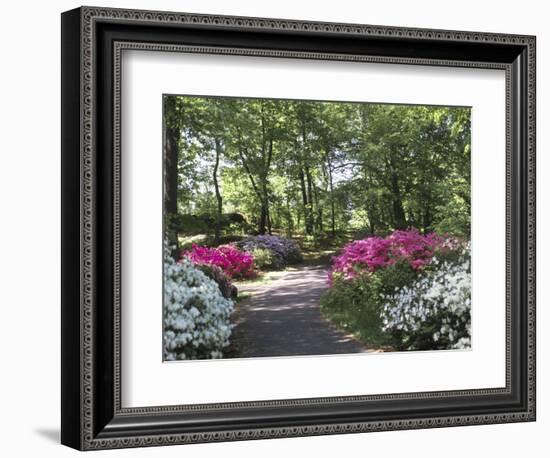 Azalea Way, Botanical Gardens, Bronx, NY-Lauree Feldman-Framed Photographic Print