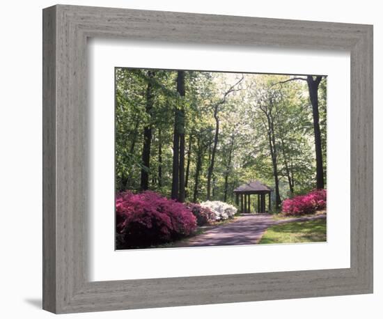 Azalea Way, Botanical Gardens, Bronx, NY-Lauree Feldman-Framed Photographic Print