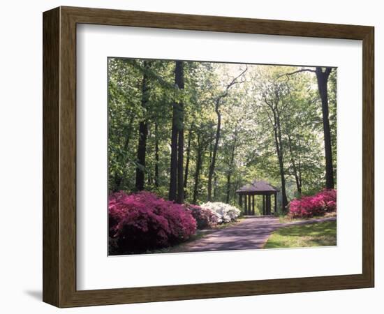 Azalea Way, Botanical Gardens, Bronx, NY-Lauree Feldman-Framed Photographic Print