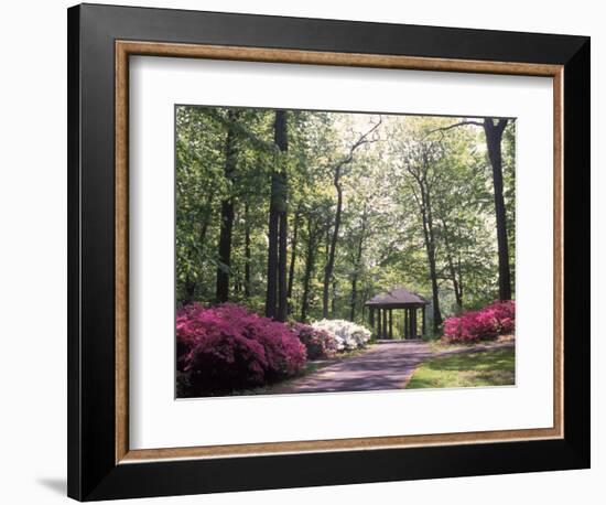 Azalea Way, Botanical Gardens, Bronx, NY-Lauree Feldman-Framed Photographic Print