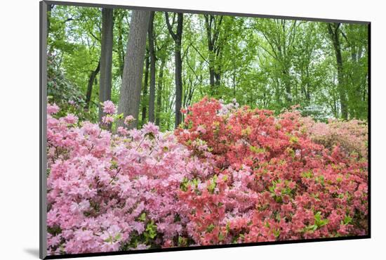 Azalea Woods, Winterthur, Delaware, USA-Lisa S. Engelbrecht-Mounted Photographic Print