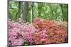 Azalea Woods, Winterthur, Delaware, USA-Lisa S. Engelbrecht-Mounted Photographic Print