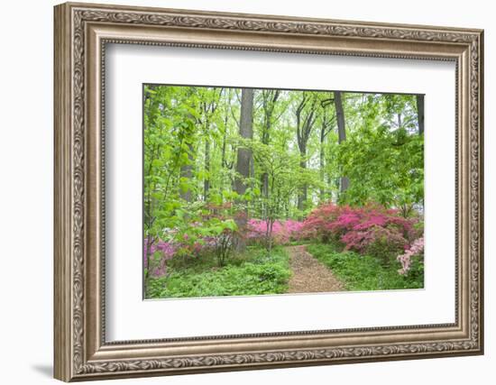 Azalea Woods, Winterthur, Delaware, Usa-Lisa S. Engelbrecht-Framed Photographic Print