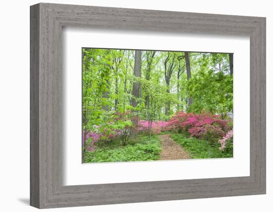 Azalea Woods, Winterthur, Delaware, Usa-Lisa S. Engelbrecht-Framed Photographic Print