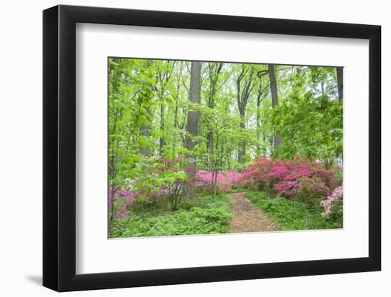 Azalea Woods, Winterthur, Delaware, Usa-Lisa S. Engelbrecht-Framed Photographic Print