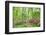 Azalea Woods, Winterthur, Delaware, Usa-Lisa S. Engelbrecht-Framed Photographic Print