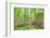 Azalea Woods, Winterthur, Delaware, Usa-Lisa S. Engelbrecht-Framed Photographic Print