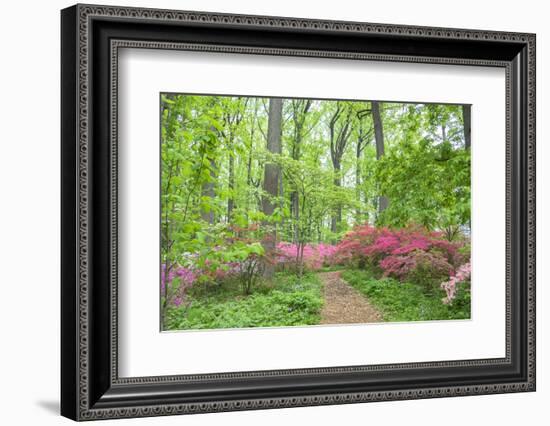 Azalea Woods, Winterthur, Delaware, Usa-Lisa S. Engelbrecht-Framed Photographic Print