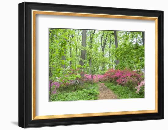 Azalea Woods, Winterthur, Delaware, Usa-Lisa S. Engelbrecht-Framed Photographic Print