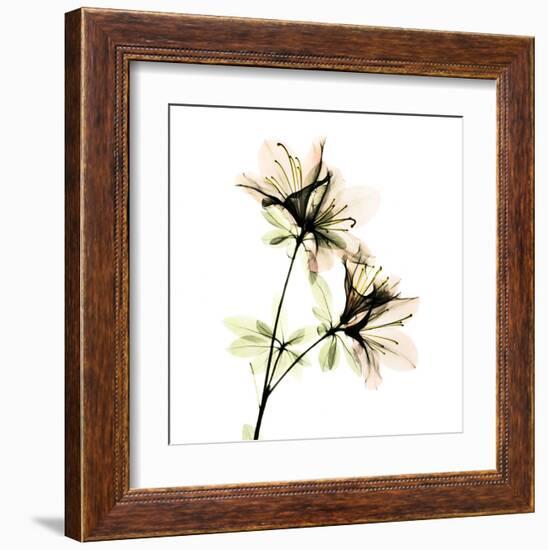 Azalea-Albert Koetsier-Framed Art Print