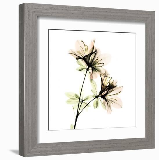 Azalea-Albert Koetsier-Framed Art Print