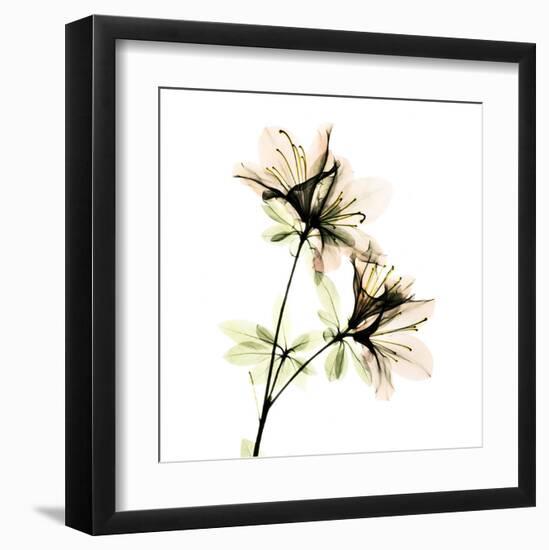 Azalea-Albert Koetsier-Framed Art Print