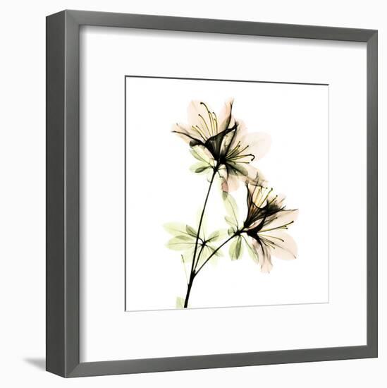 Azalea-Albert Koetsier-Framed Art Print