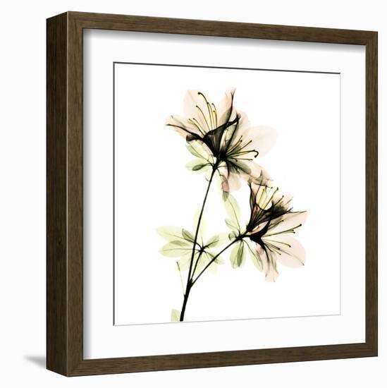 Azalea-Albert Koetsier-Framed Art Print