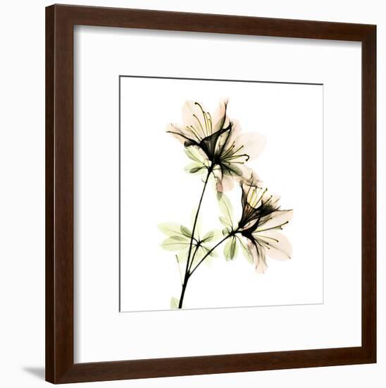 Azalea-Albert Koetsier-Framed Art Print