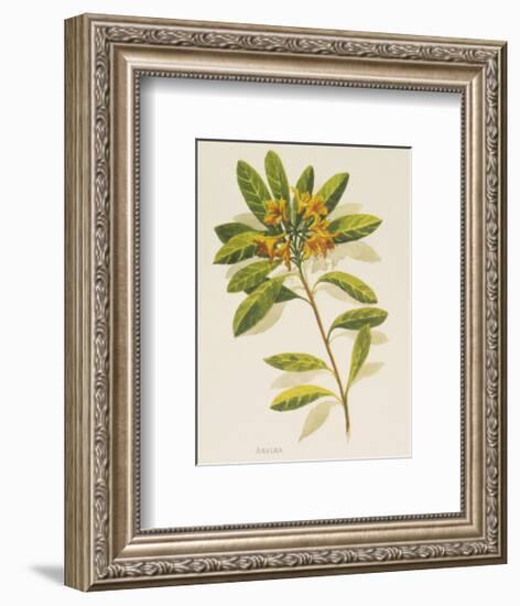 Azalea-John Miller-Framed Premium Giclee Print