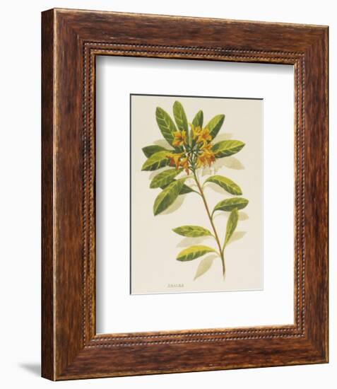 Azalea-John Miller-Framed Premium Giclee Print