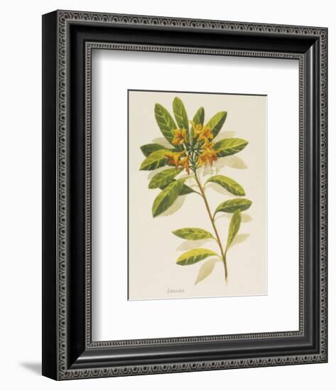 Azalea-John Miller-Framed Premium Giclee Print