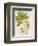 Azalea-John Miller-Framed Premium Giclee Print