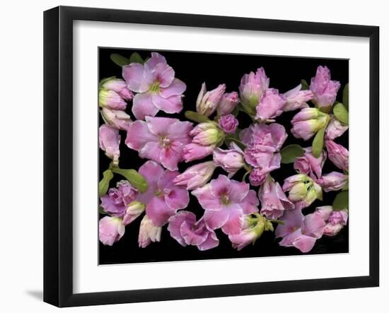 Azalea-Susan S. Barmon-Framed Giclee Print