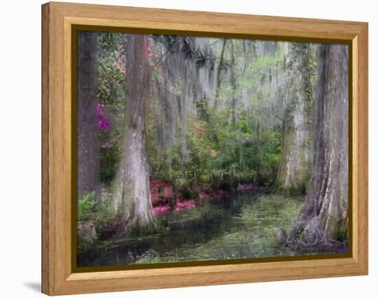 Azaleas and Cypress Trees in Magnolia Gardens, South Carolina, USA-Nancy Rotenberg-Framed Premier Image Canvas