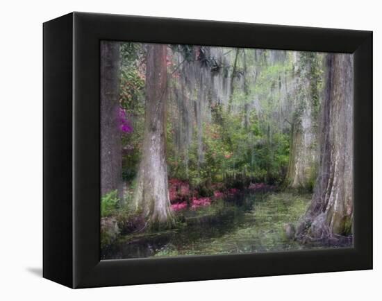 Azaleas and Cypress Trees in Magnolia Gardens, South Carolina, USA-Nancy Rotenberg-Framed Premier Image Canvas