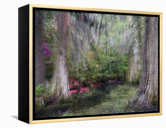 Azaleas and Cypress Trees in Magnolia Gardens, South Carolina, USA-Nancy Rotenberg-Framed Premier Image Canvas