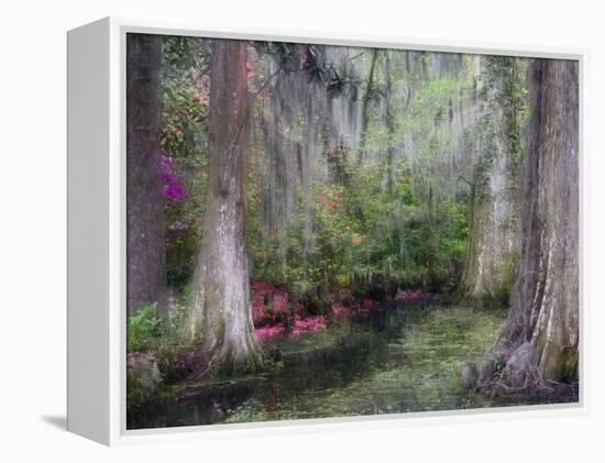 Azaleas and Cypress Trees in Magnolia Gardens, South Carolina, USA-Nancy Rotenberg-Framed Premier Image Canvas