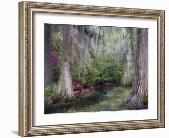 Azaleas and Cypress Trees in Magnolia Gardens, South Carolina, USA-Nancy Rotenberg-Framed Photographic Print