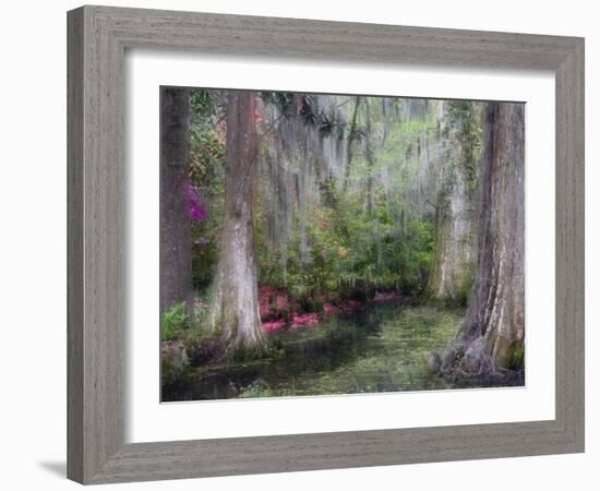 Azaleas and Cypress Trees in Magnolia Gardens, South Carolina, USA-Nancy Rotenberg-Framed Photographic Print