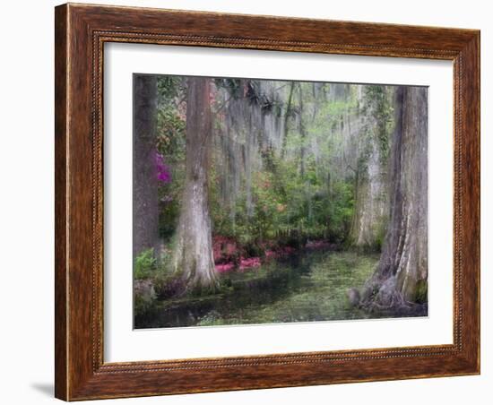 Azaleas and Cypress Trees in Magnolia Gardens, South Carolina, USA-Nancy Rotenberg-Framed Photographic Print