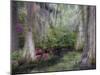 Azaleas and Cypress Trees in Magnolia Gardens, South Carolina, USA-Nancy Rotenberg-Mounted Photographic Print