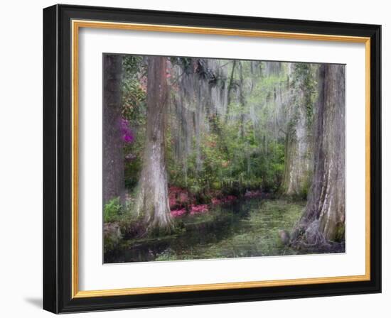 Azaleas and Cypress Trees in Magnolia Gardens, South Carolina, USA-Nancy Rotenberg-Framed Photographic Print