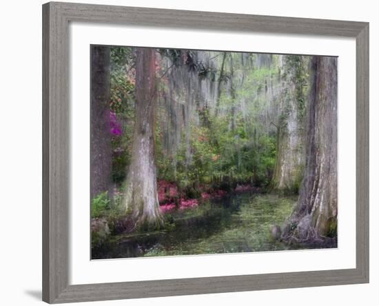 Azaleas and Cypress Trees in Magnolia Gardens, South Carolina, USA-Nancy Rotenberg-Framed Photographic Print