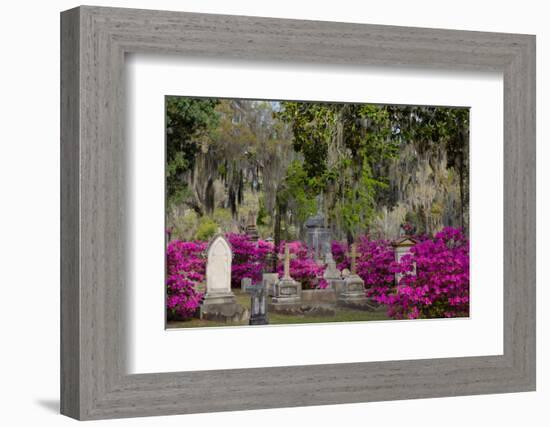 Azaleas and Headstones in Bonaventure Cemetery, Savannah, Georgia, USA-Joanne Wells-Framed Photographic Print