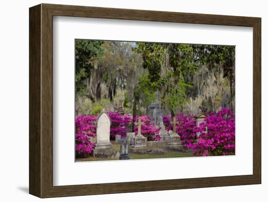 Azaleas and Headstones in Bonaventure Cemetery, Savannah, Georgia, USA-Joanne Wells-Framed Photographic Print