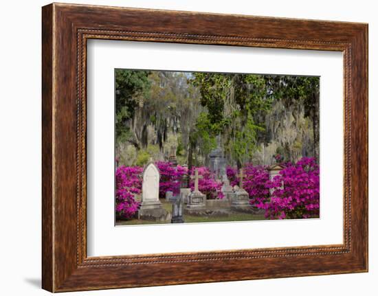 Azaleas and Headstones in Bonaventure Cemetery, Savannah, Georgia, USA-Joanne Wells-Framed Photographic Print