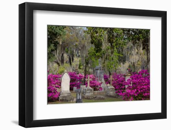 Azaleas and Headstones in Bonaventure Cemetery, Savannah, Georgia, USA-Joanne Wells-Framed Photographic Print